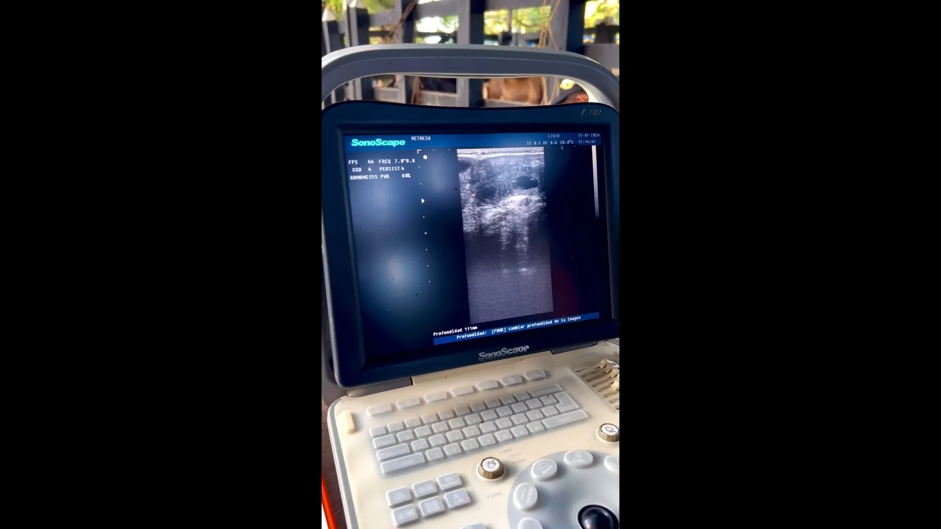 Chequeos reproductivos con ecografía — Vetresa