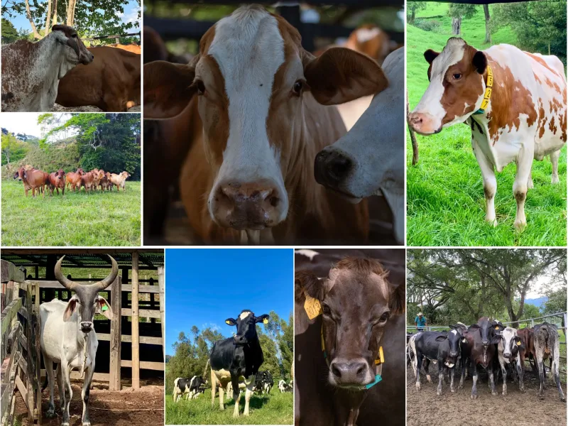 Venta de genética de todas las razas